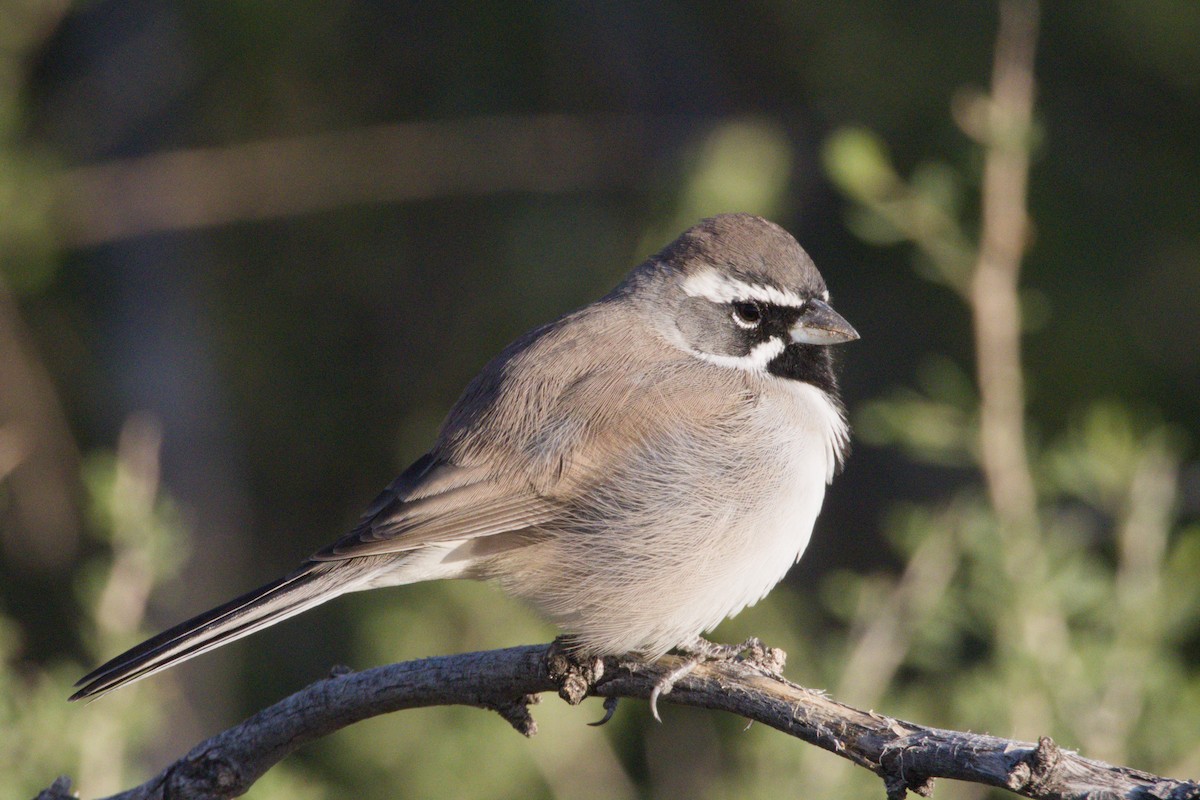 Black-throated Sparrow - ML645966321