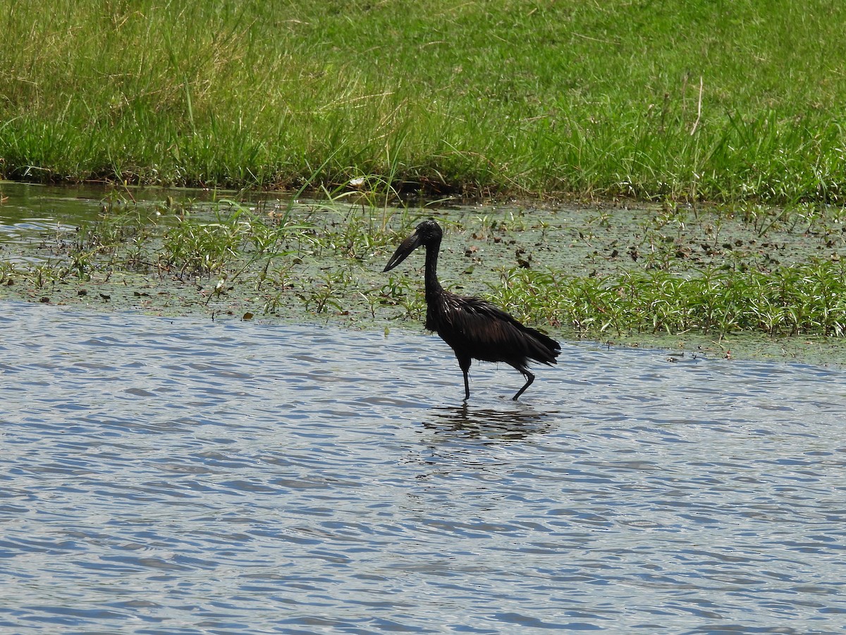 African Openbill - ML645966322