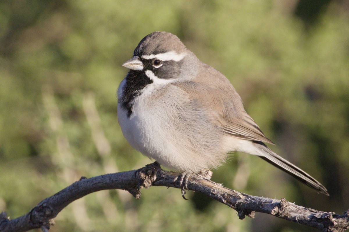 Black-throated Sparrow - ML645966323
