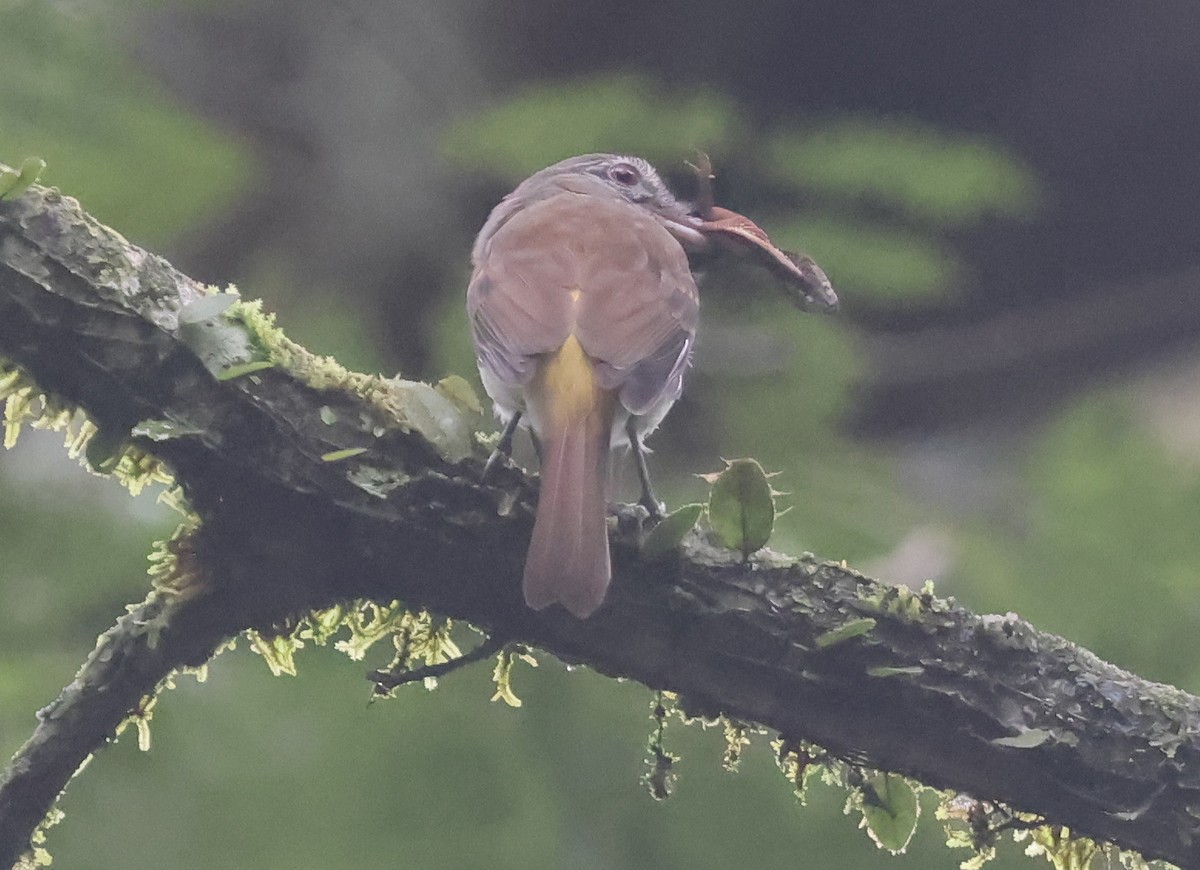 Bright-rumped Attila - ML645966324