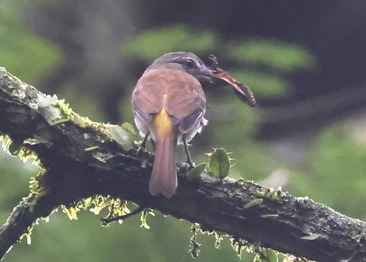 Bright-rumped Attila - ML645966325