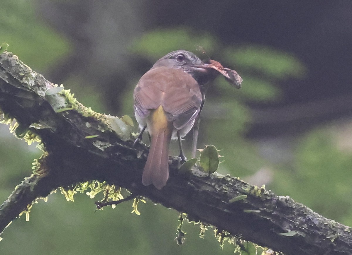 Bright-rumped Attila - ML645966326