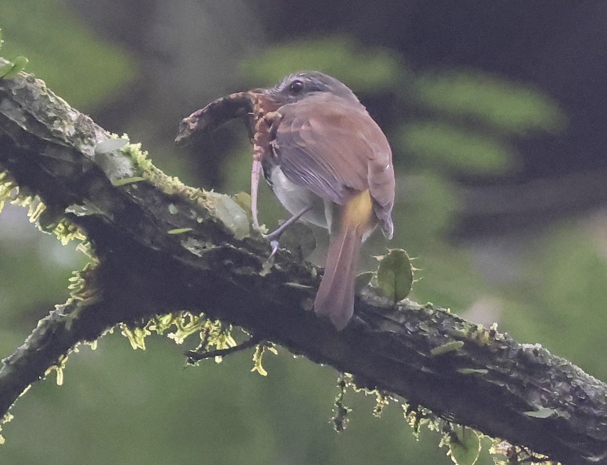 Bright-rumped Attila - ML645966327