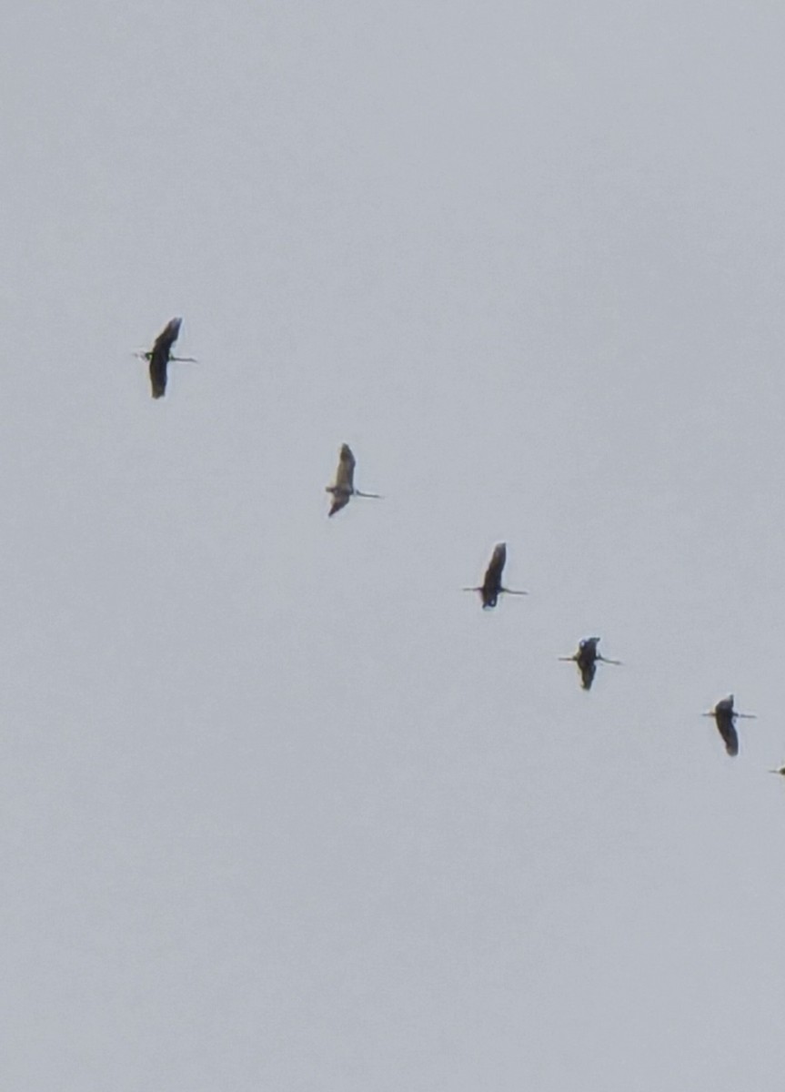 Kurrilo zuria - ML645966328