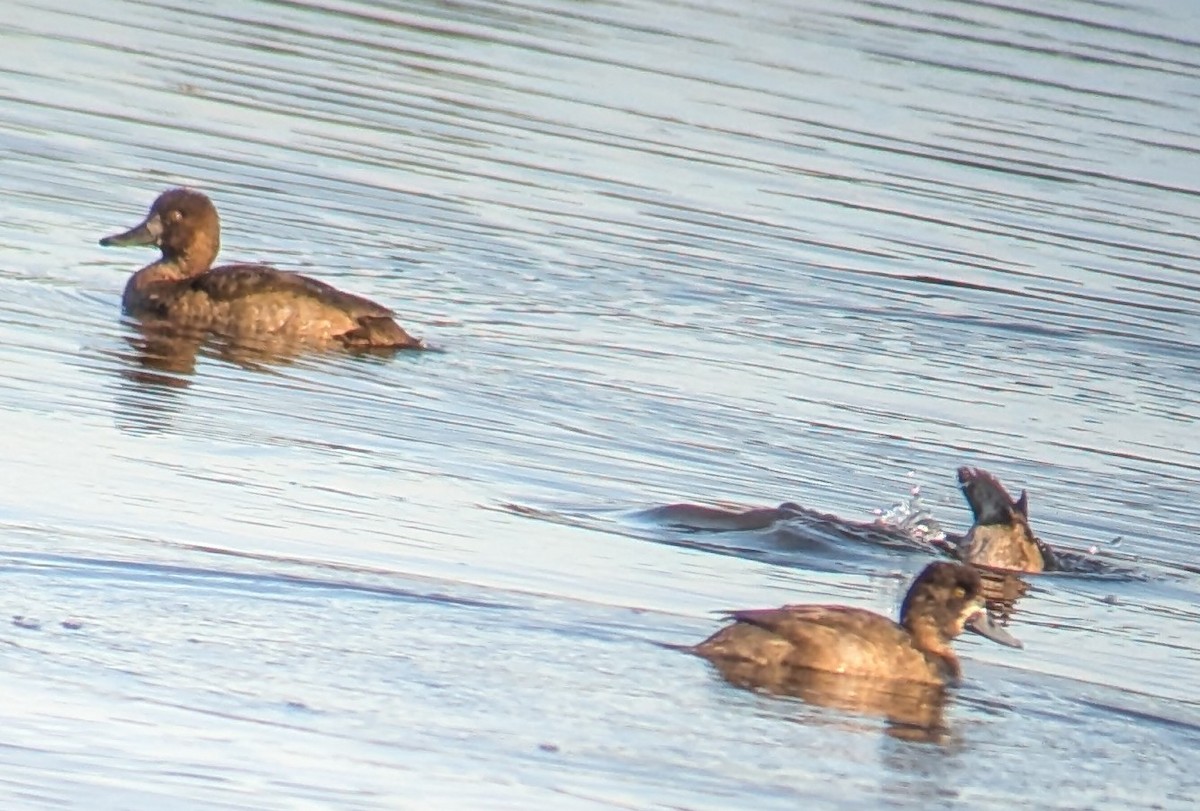 Lesser Scaup - ML645966346