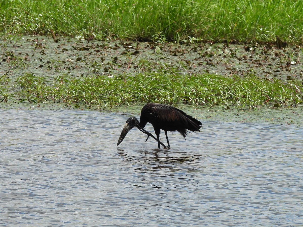 African Openbill - ML645966354