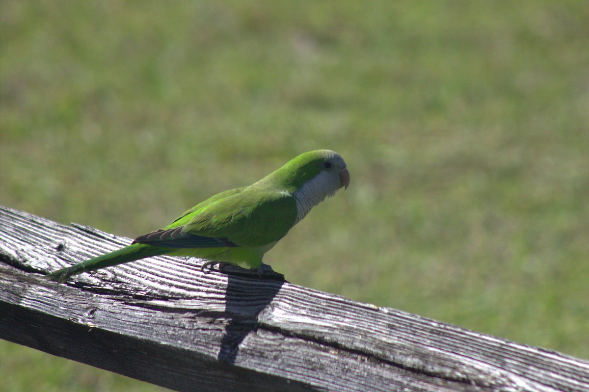 Калита сіроволий - ML645966356