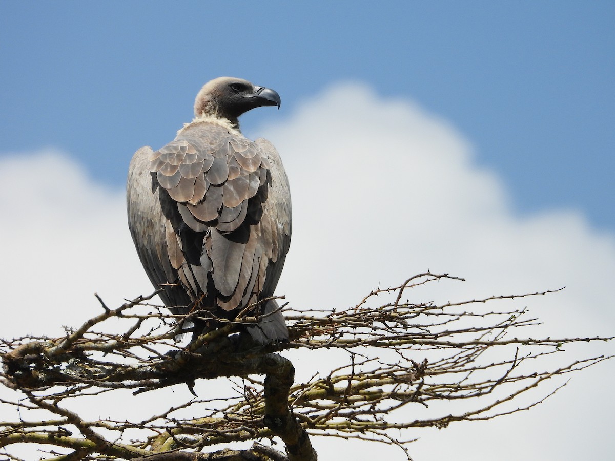 Ak Sırtlı Akbaba - ML645966360