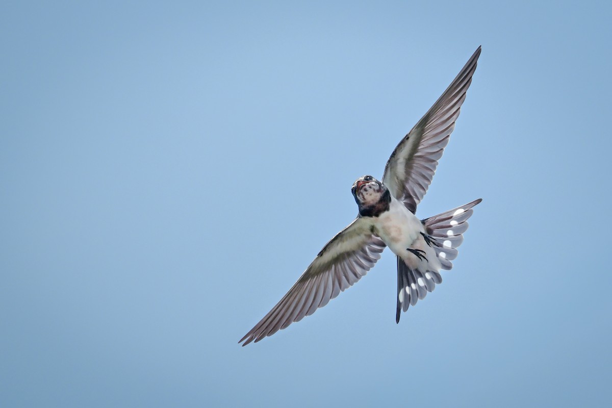 Ластівка сільська - ML645966361