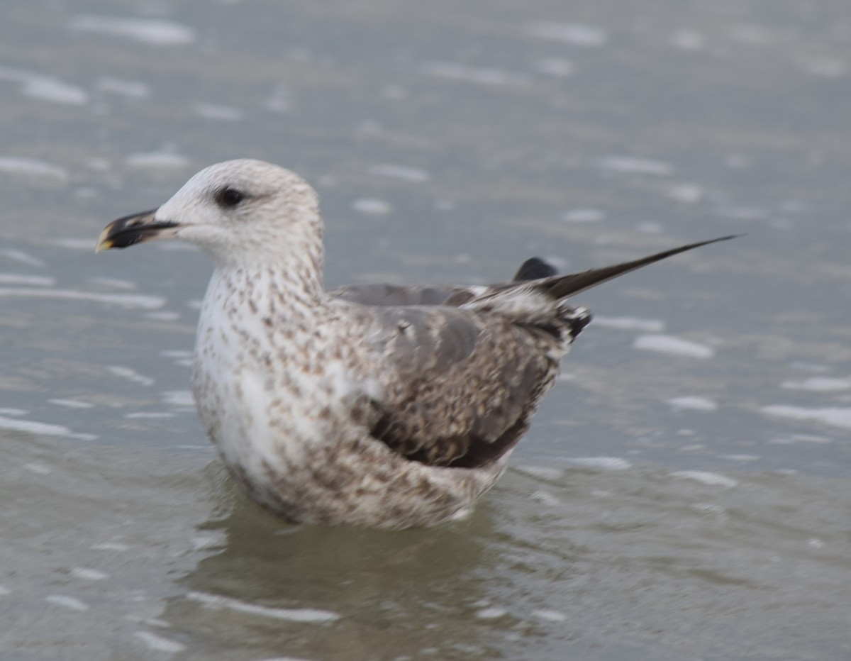 小黑背鷗 - ML645966362