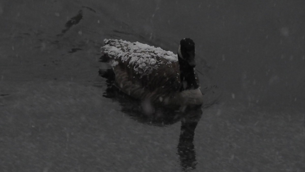 Canada Goose - ML645966364