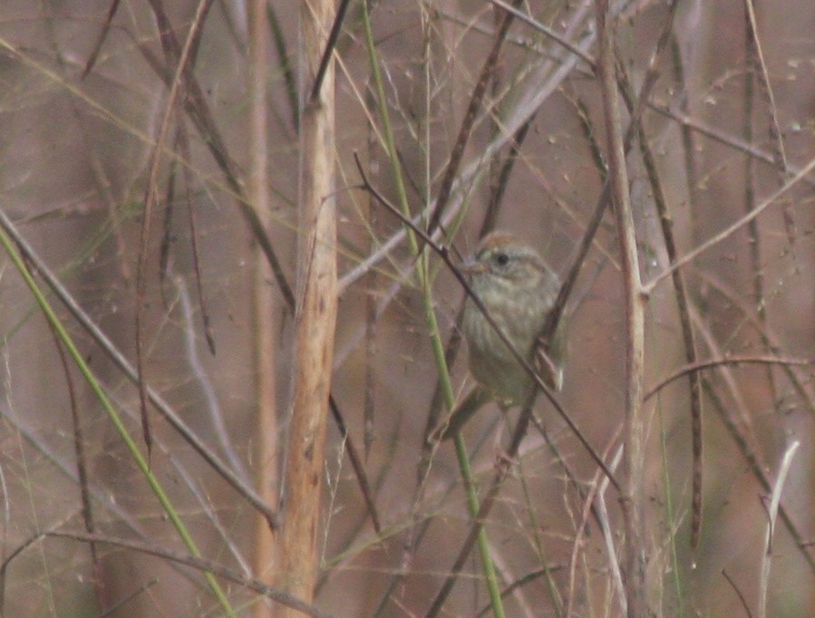 Swamp Sparrow - ML645966369