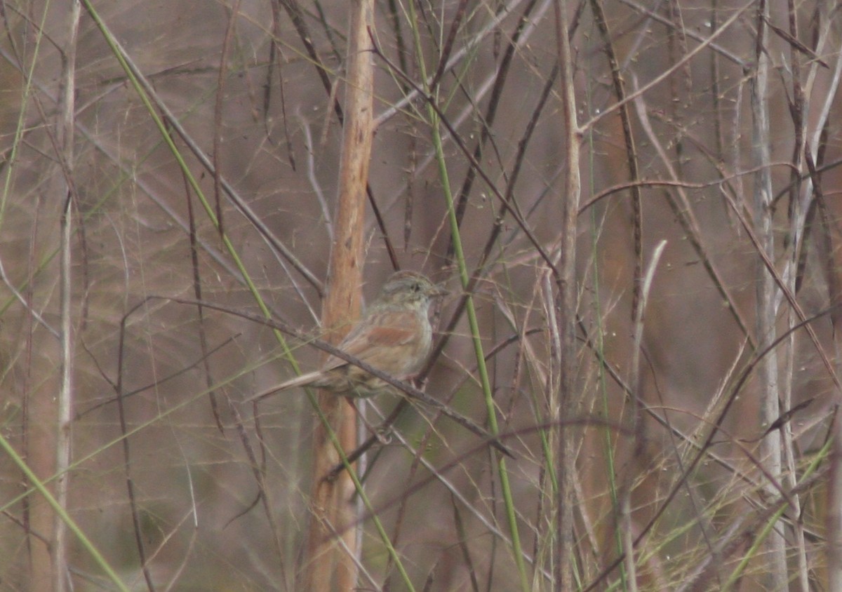 Swamp Sparrow - ML645966370