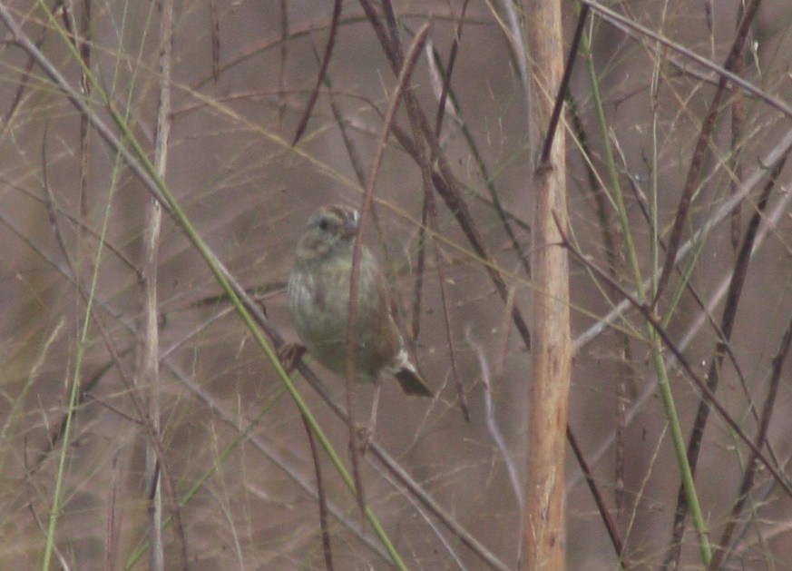 Swamp Sparrow - ML645966371
