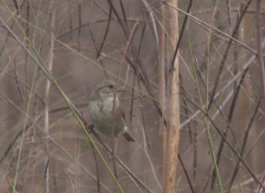 Swamp Sparrow - ML645966372