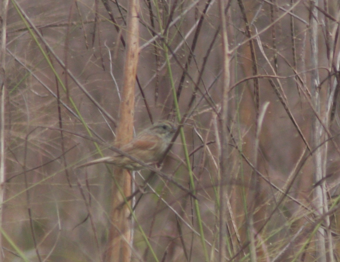 Swamp Sparrow - ML645966373