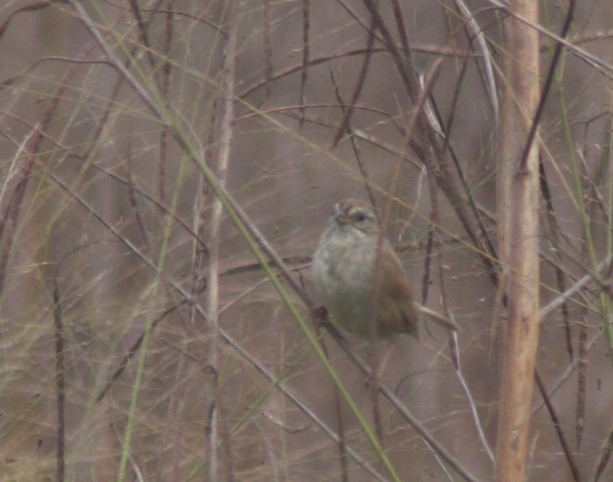 Swamp Sparrow - ML645966374