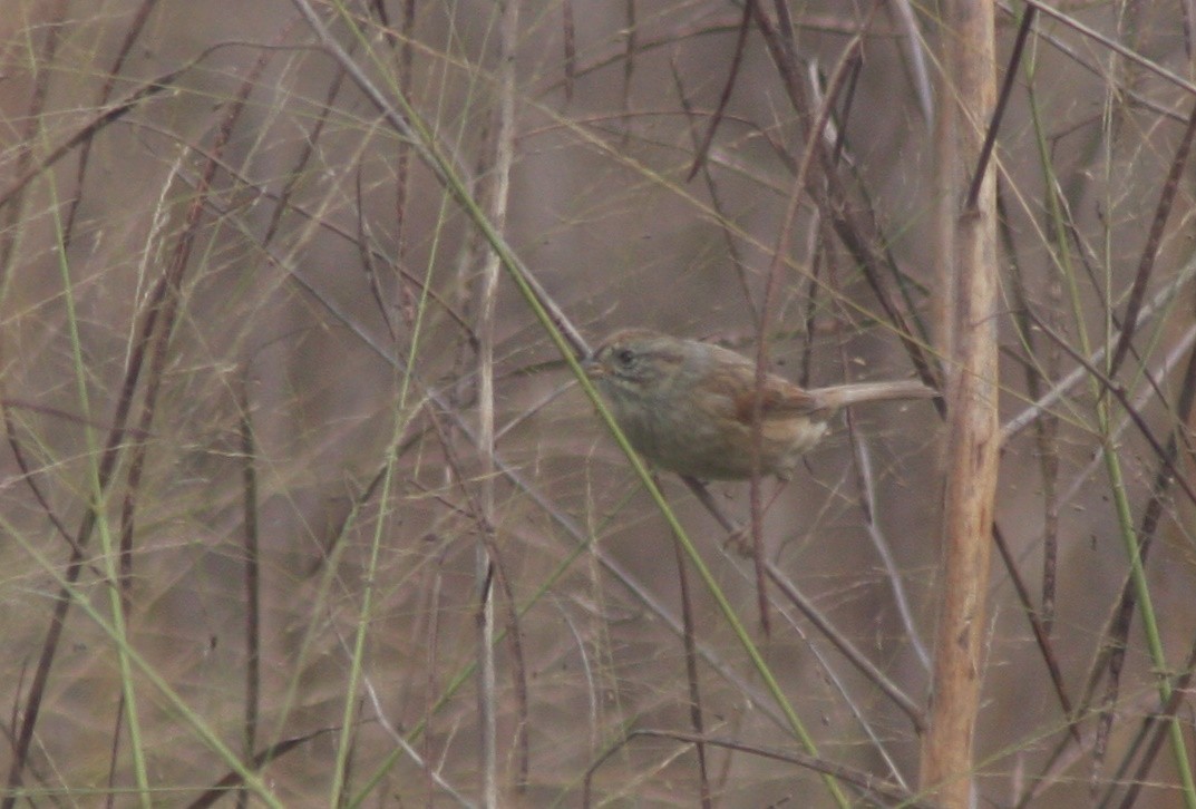 Swamp Sparrow - ML645966375