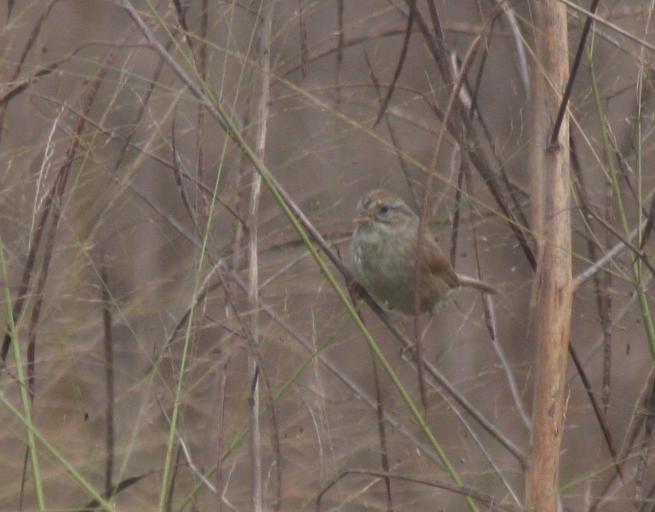 Swamp Sparrow - ML645966376