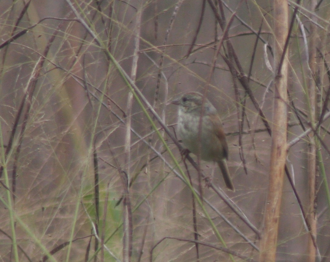 Swamp Sparrow - ML645966377