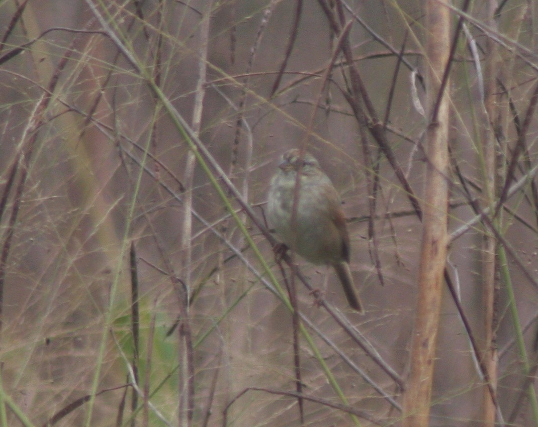 Swamp Sparrow - ML645966378