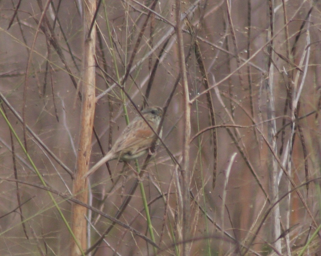 Swamp Sparrow - ML645966379