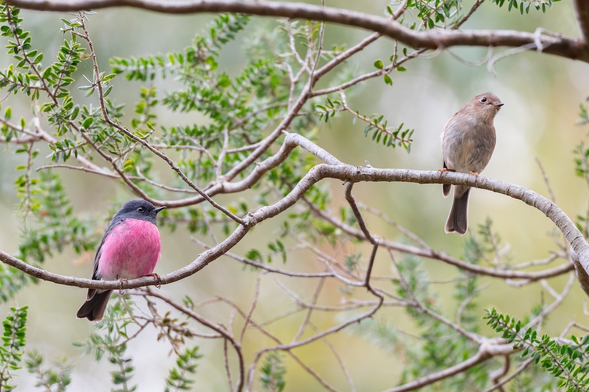Pink Robin - ML645966380