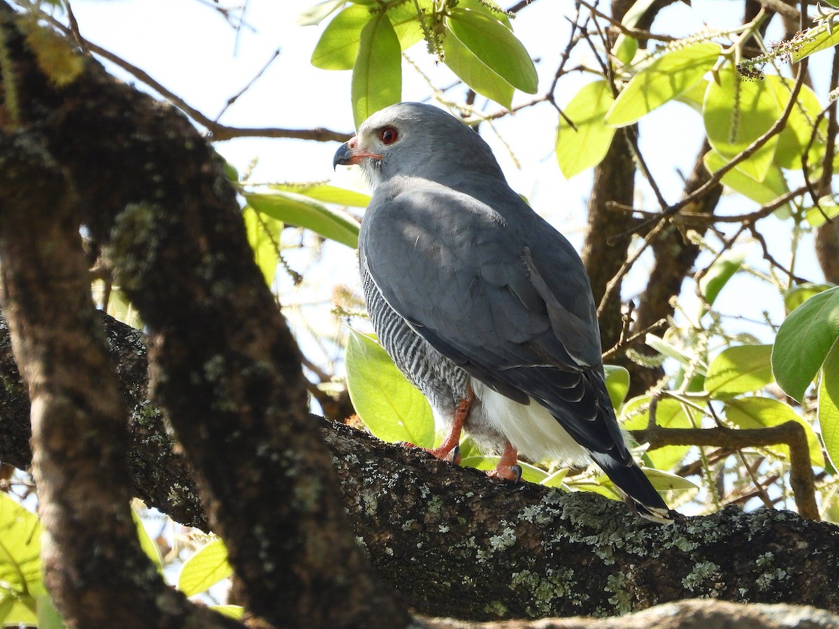 Lizard Buzzard - ML645966385