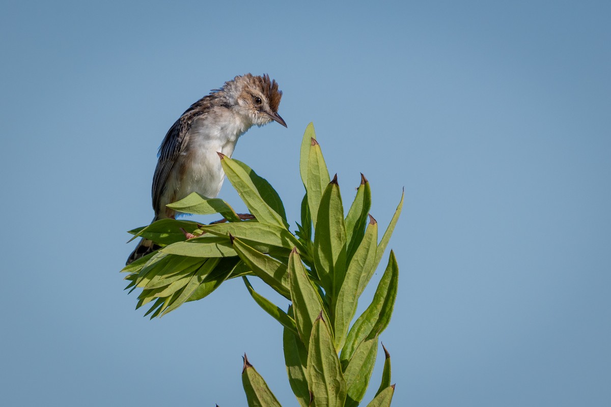 Zitting Cisticola - ML645966387