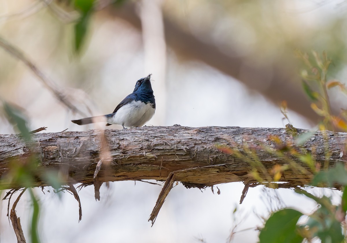 Satin Flycatcher - ML645966388