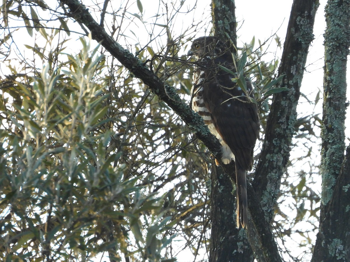 Afrikahabicht - ML645966394