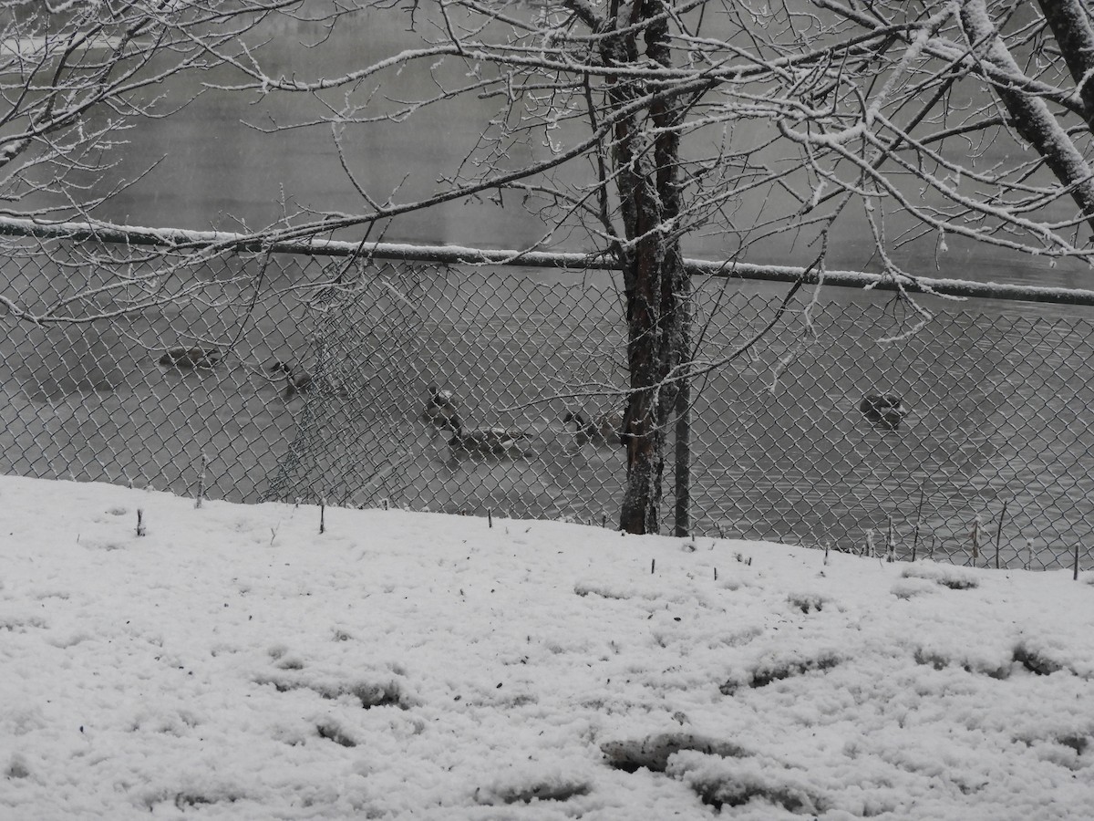 ברנטה קנדית - ML645966395
