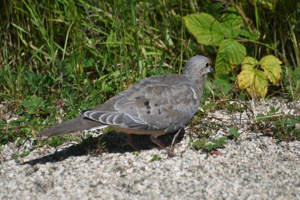 תורית אמריקנית - ML645966407