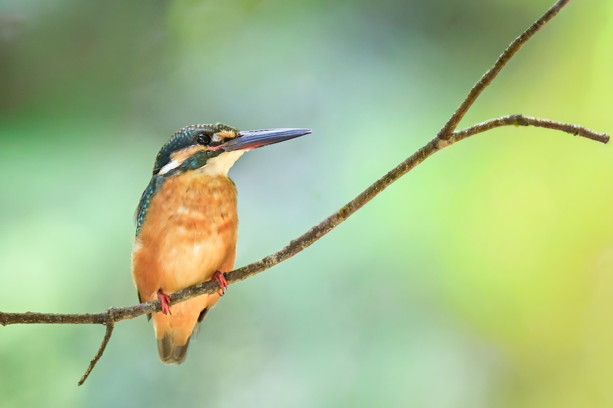 Common Kingfisher - ML645966409