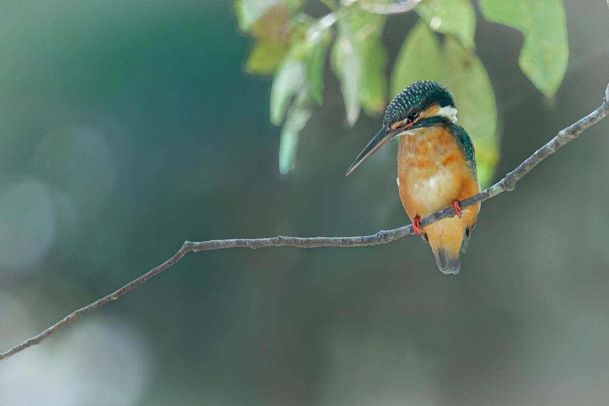 Common Kingfisher - ML645966410