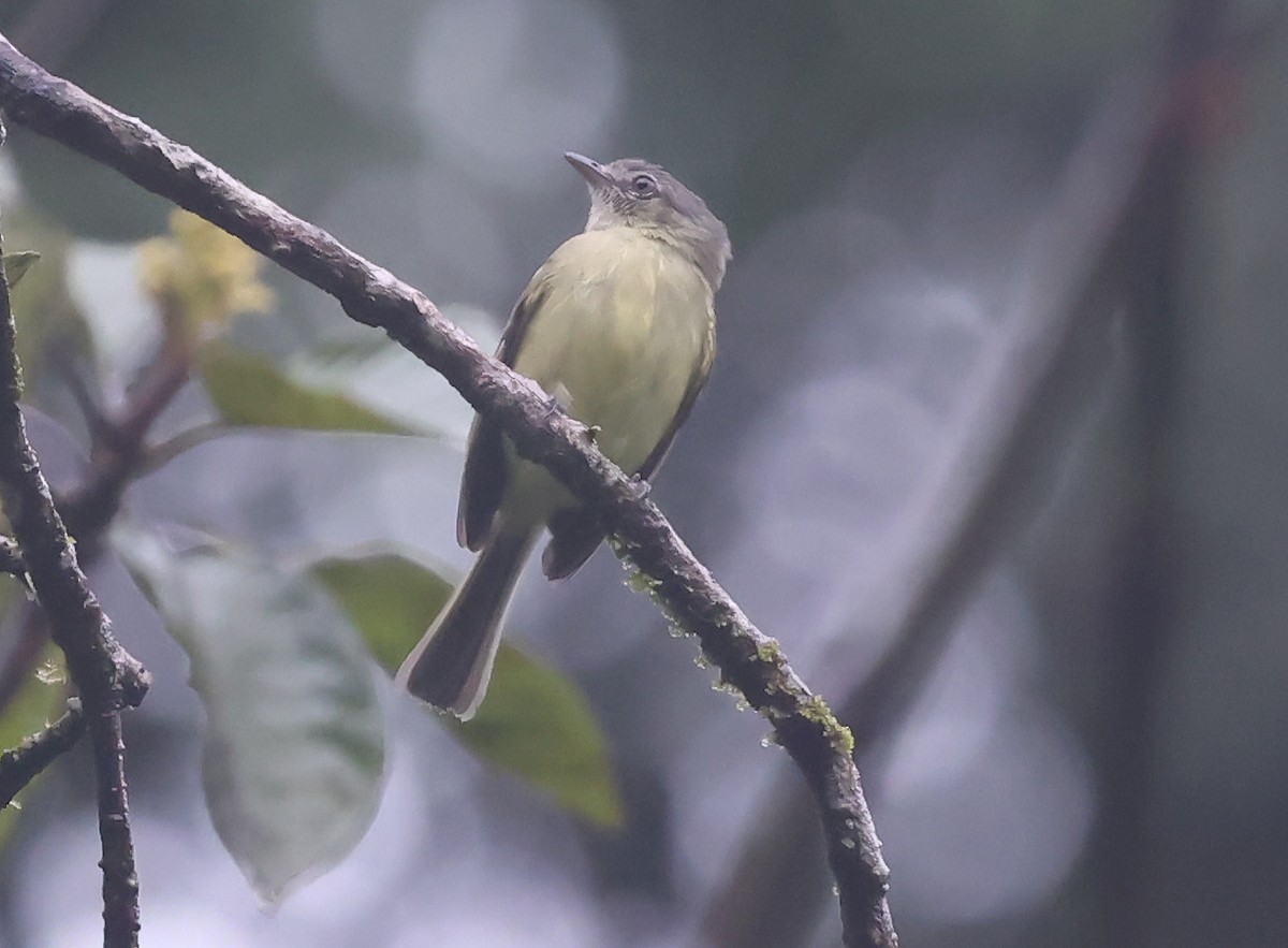 Sooty-headed Tyrannulet - ML645966411
