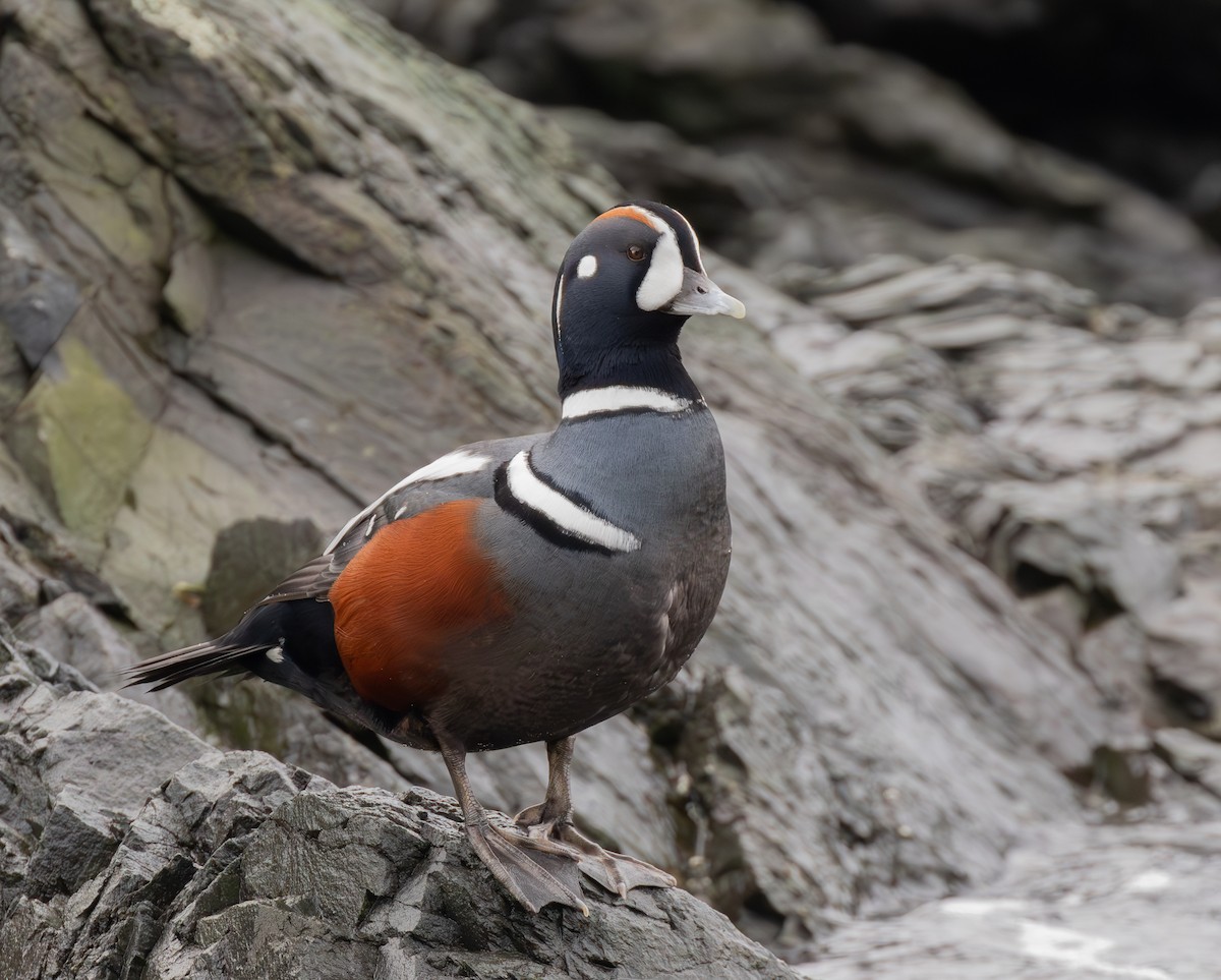 Ahate arlekina - ML645966425