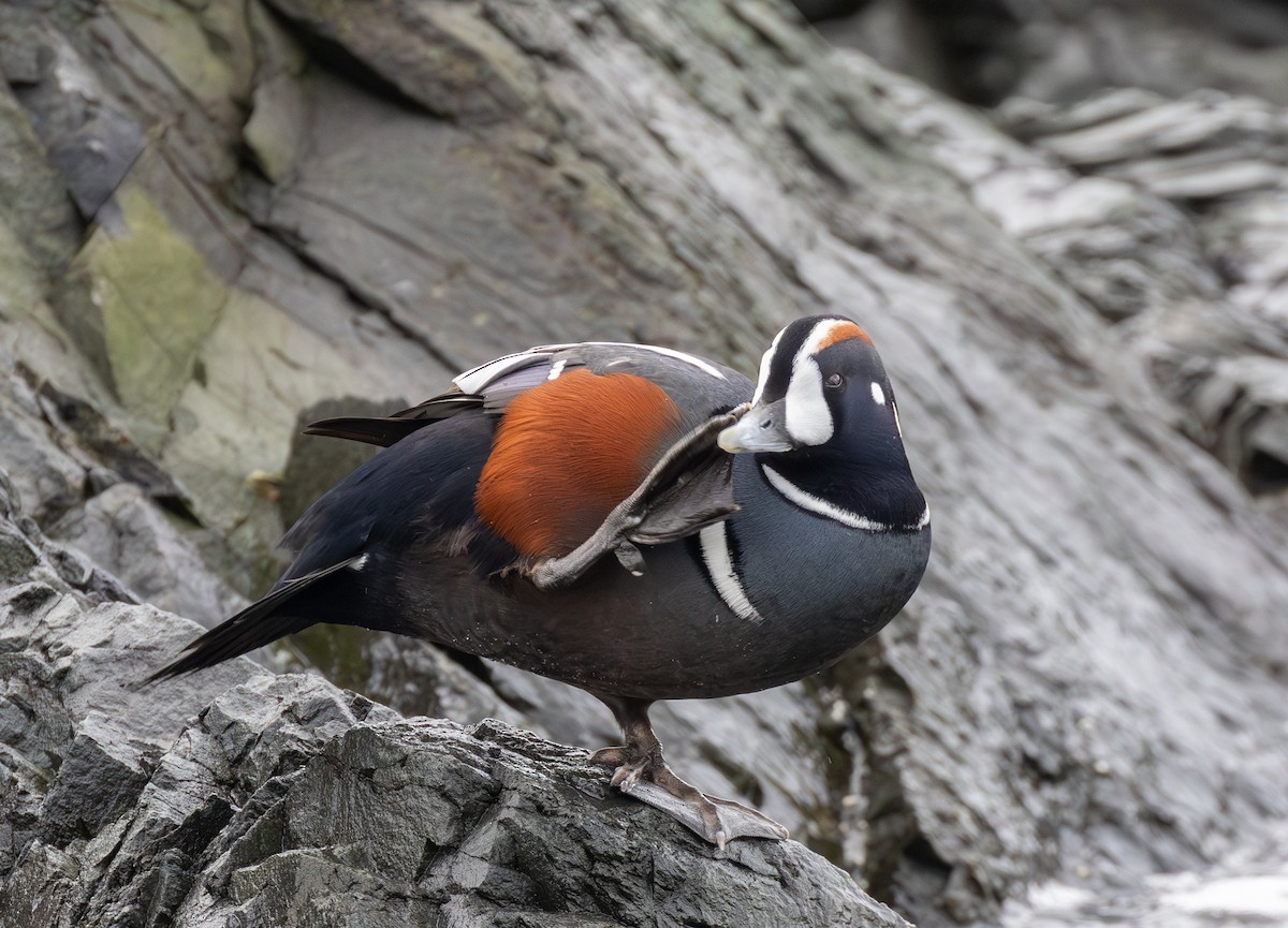 Ahate arlekina - ML645966426