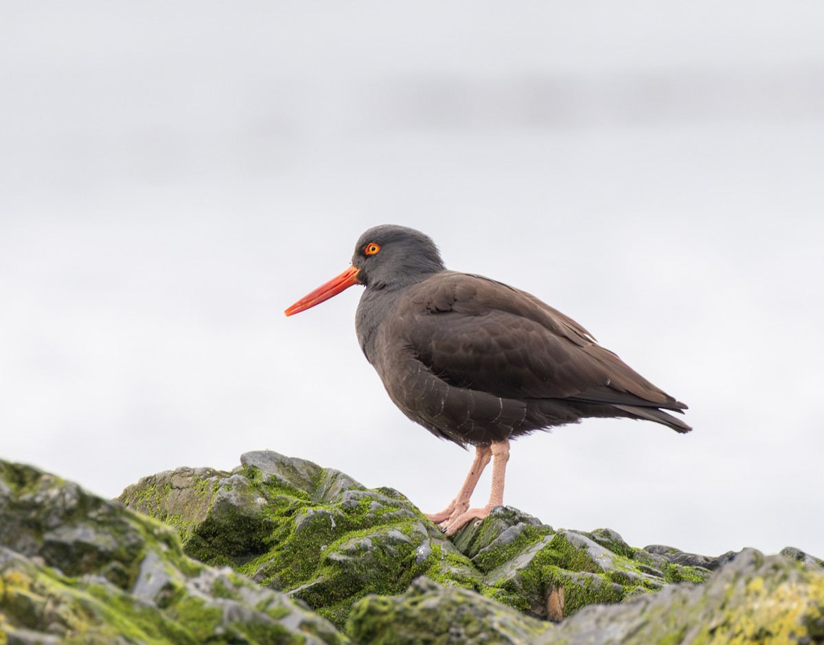 Black Oystercatcher - ML645966430