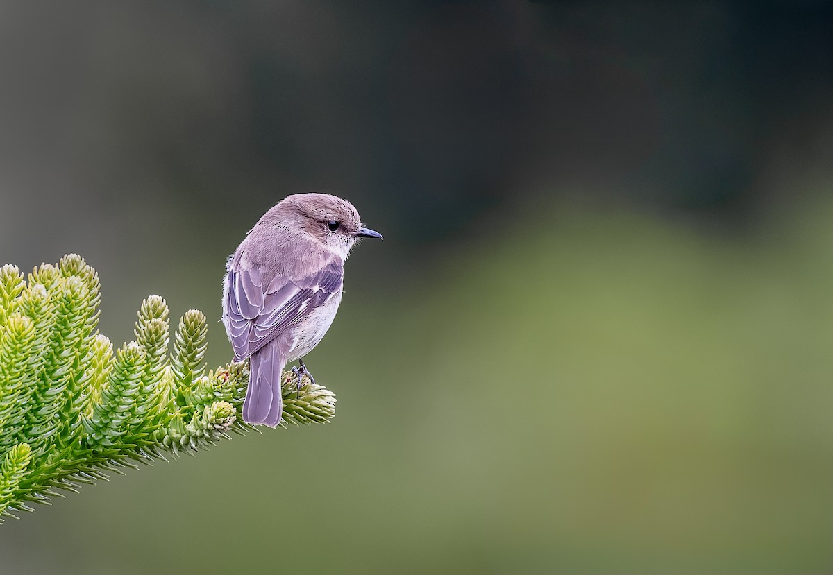 Тасманийская дриада - ML645966432