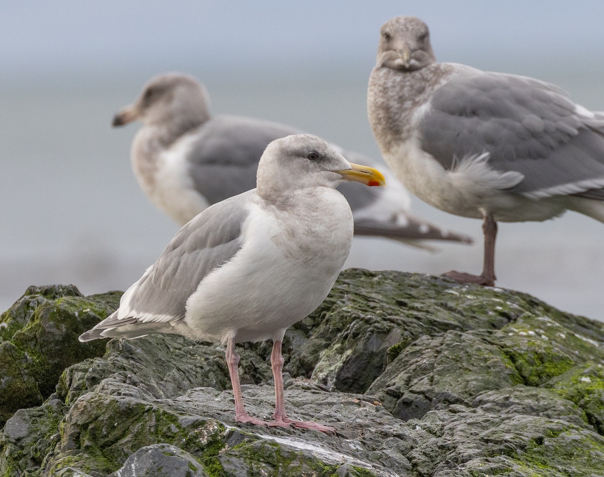 Glaucous-winged Gull - ML645966439