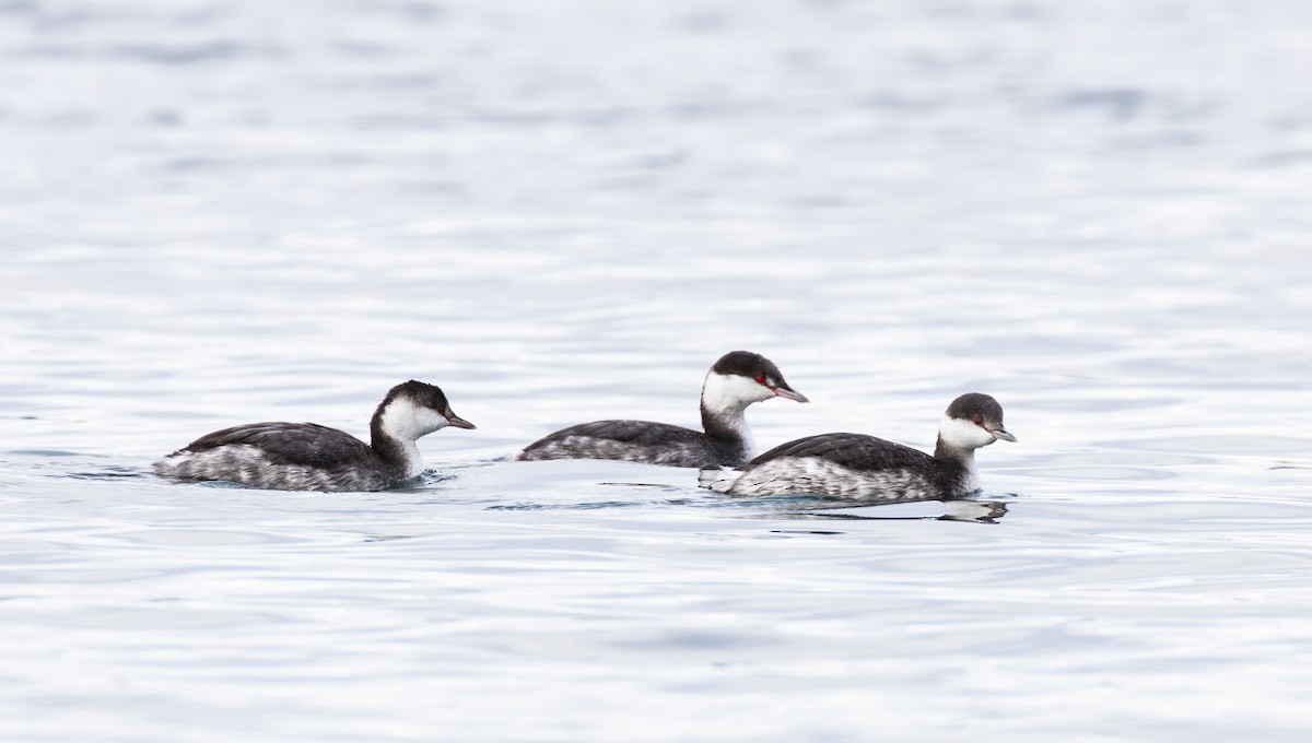 Txilinporta urrebelarria - ML645966445