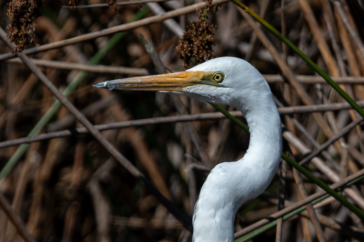 Koartza zuria - ML645966450