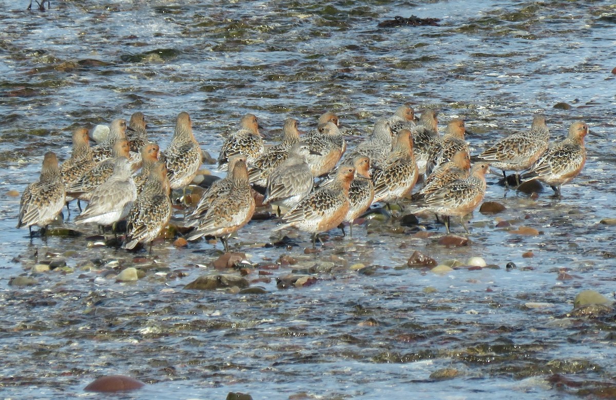 חופית להקנית - ML645966452