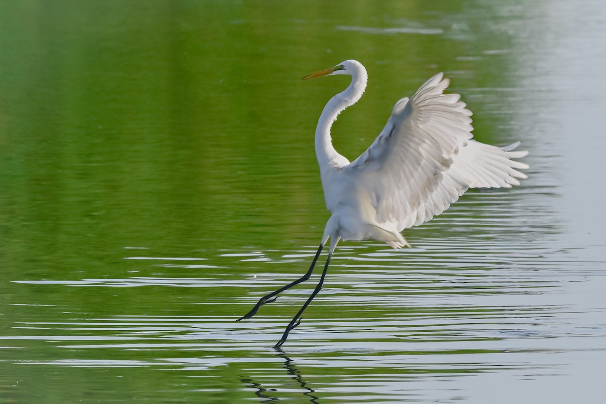 Koartza zuria - ML645966492