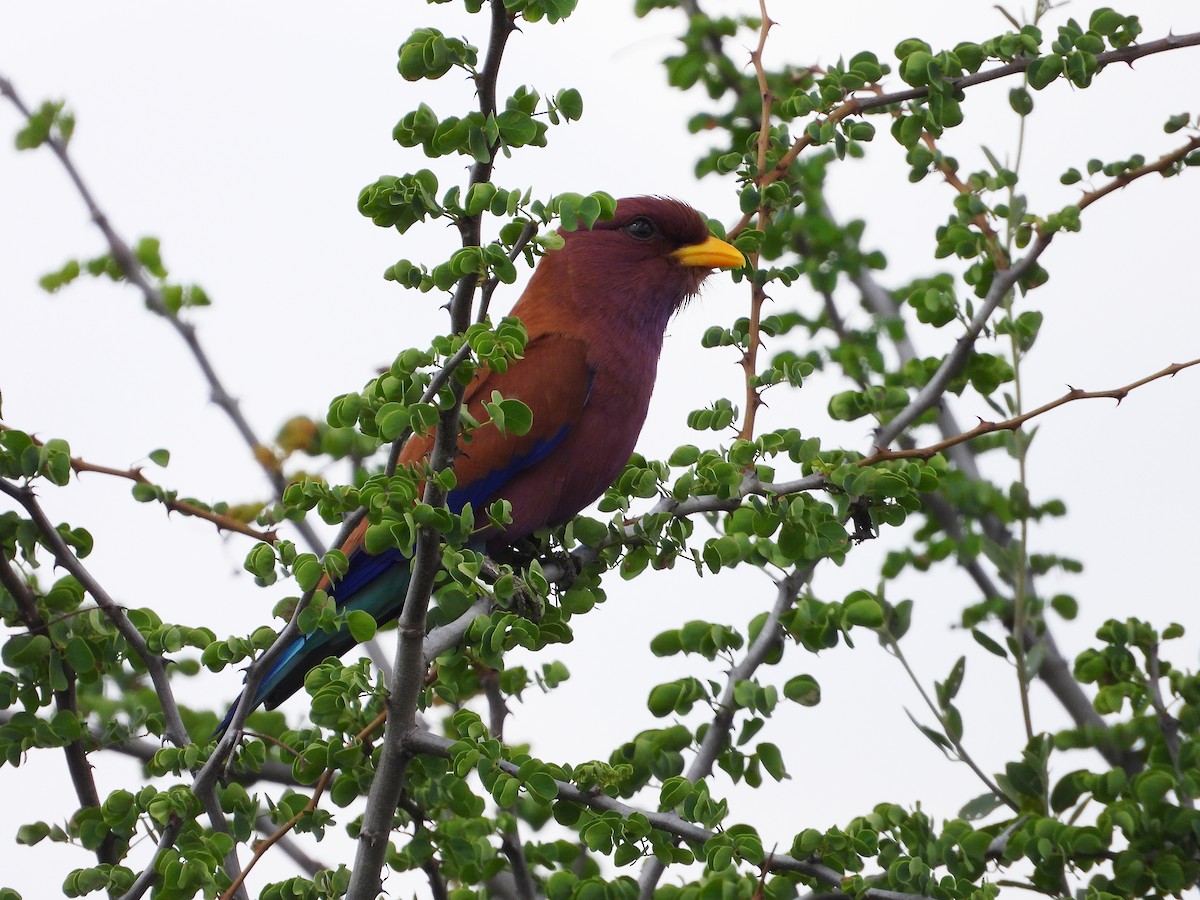 Broad-billed Roller - ML645966495