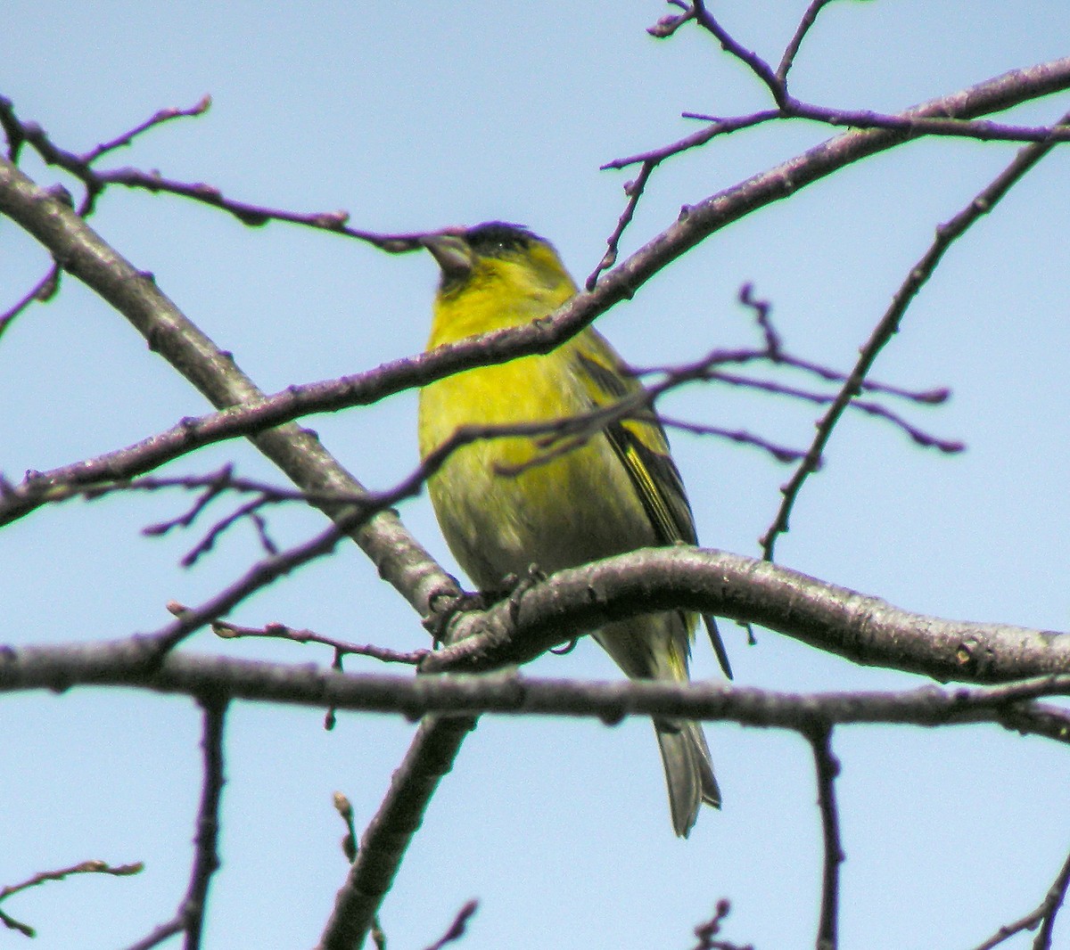 Black-chinned Siskin - ML645966500