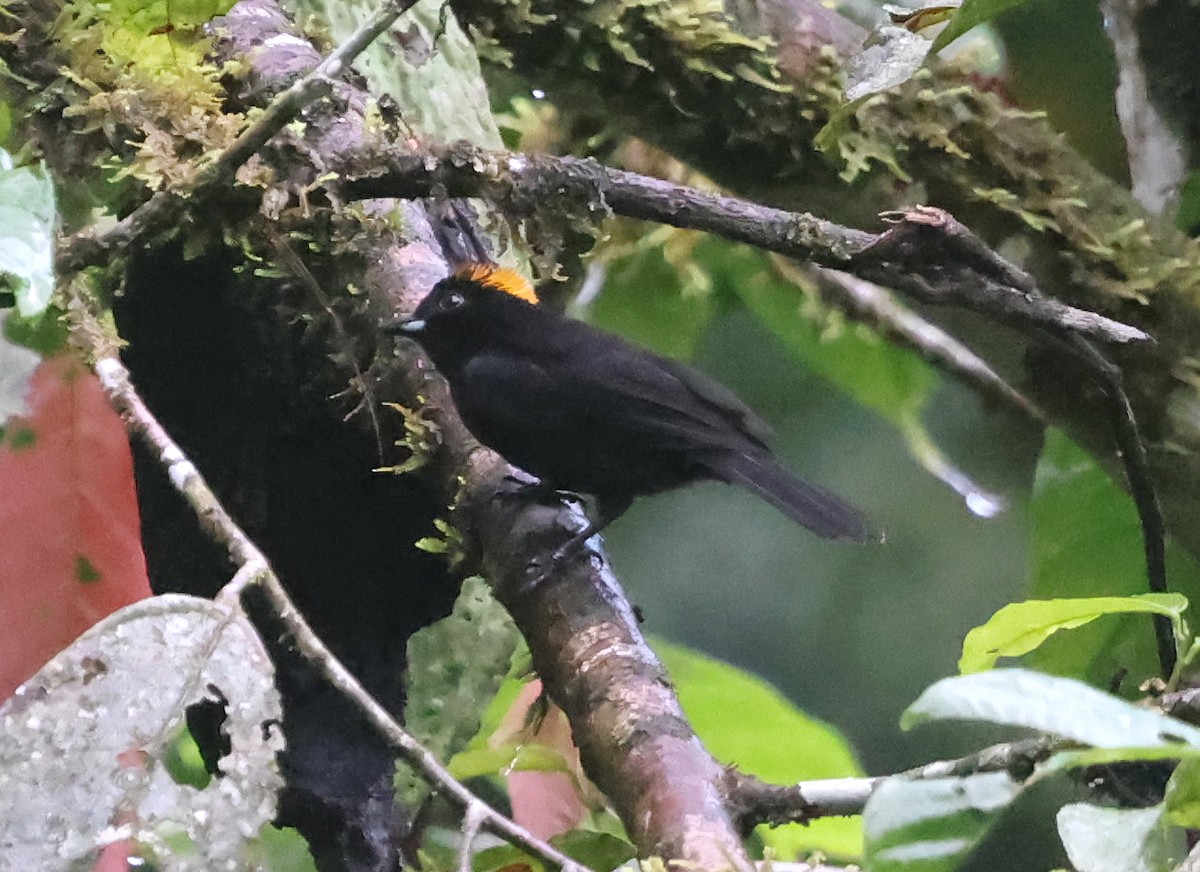 Tawny-crested Tanager - ML645966514