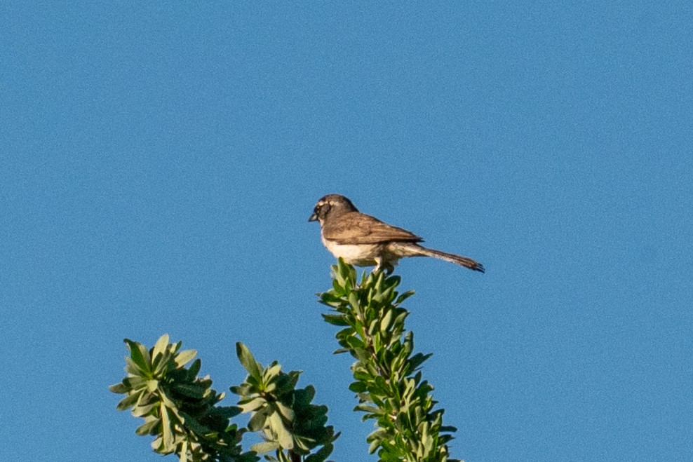 Black-throated Sparrow - ML645966523