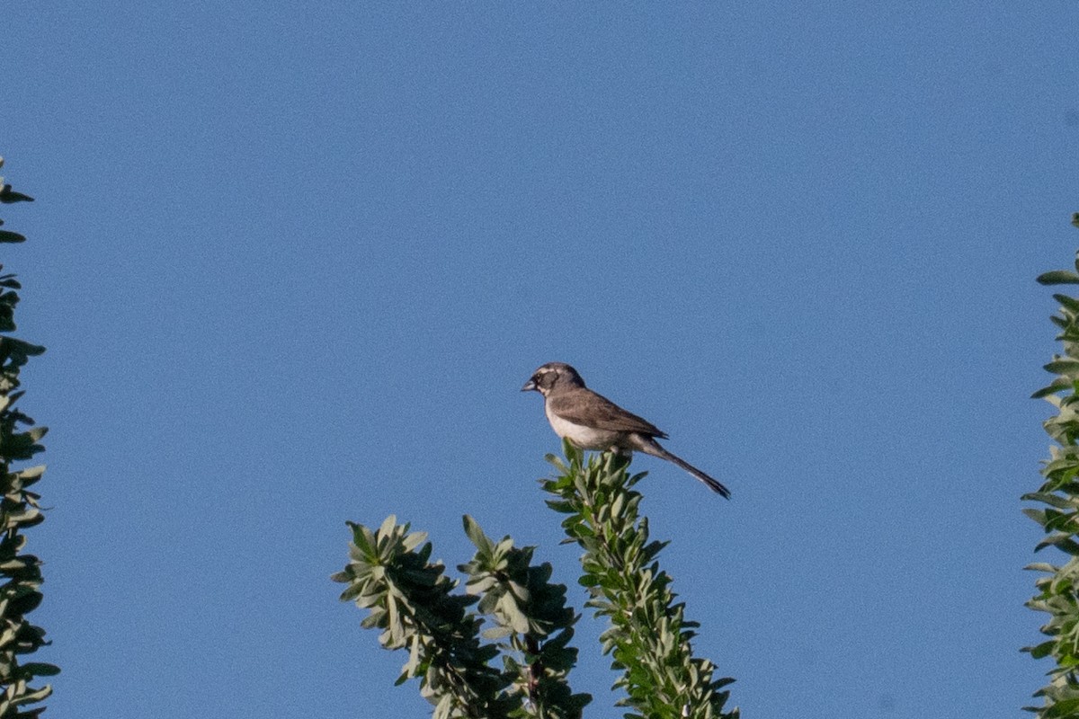 Black-throated Sparrow - ML645966536
